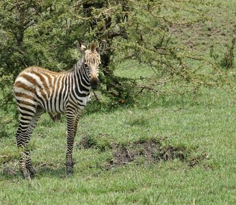 Animal wild zebra photo