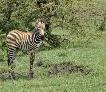 Animal wild zebra