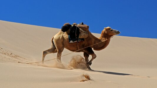 Camel dune movement