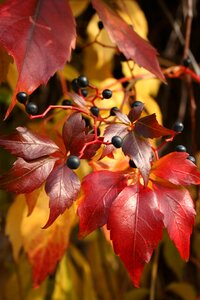 Leaflet foliage leaf photo