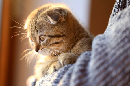 Eye british lop-eared pet