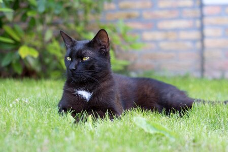 Cat pets black puss