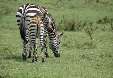 Wildlife animal zebra