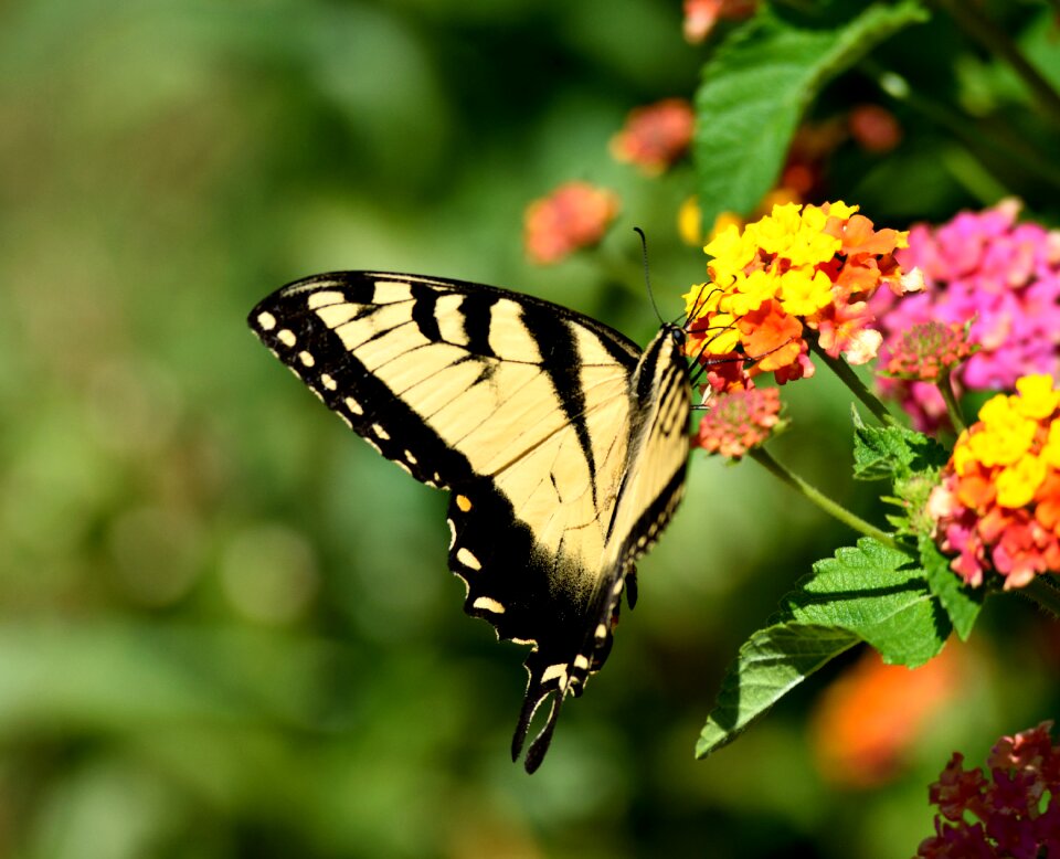 Beauty fragile nature