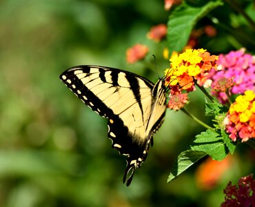 Beauty fragile nature