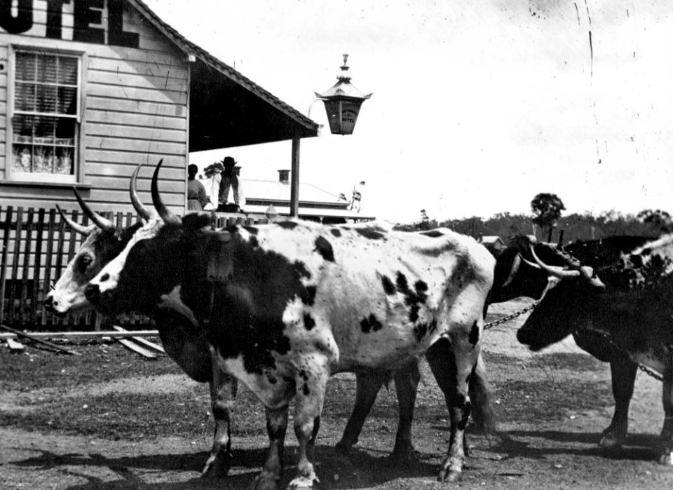 StateLibQld 1 137071 Bullock team at Auckland Creek, Gladstone, ca. 1870