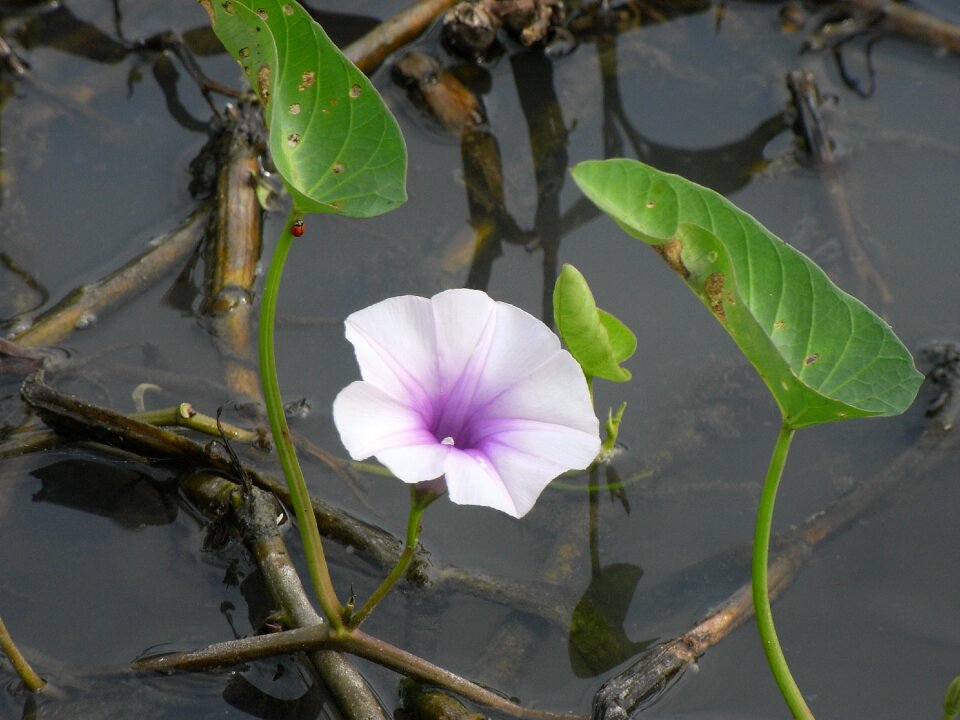 Flower morning glory water flower purple