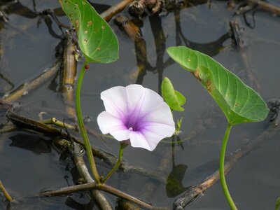 Flower morning glory water flower purple