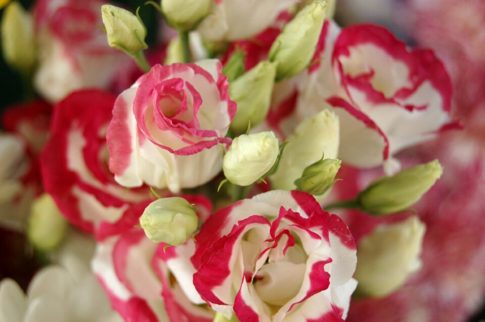 Nature bouquet de fleurs bloom