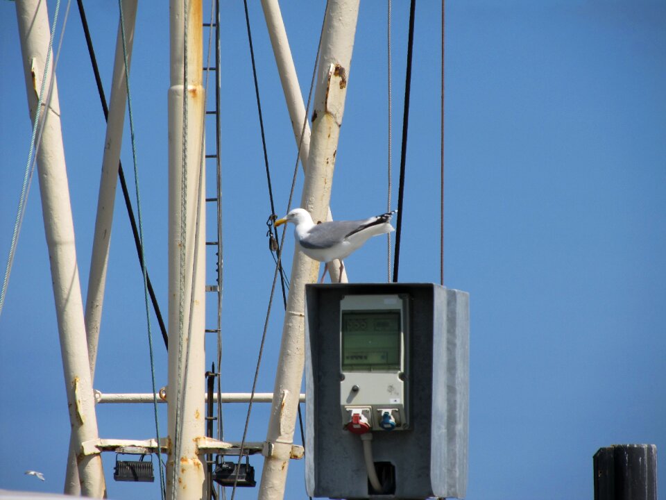 North sea fishing gull