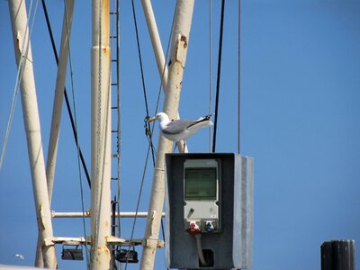 North sea fishing gull