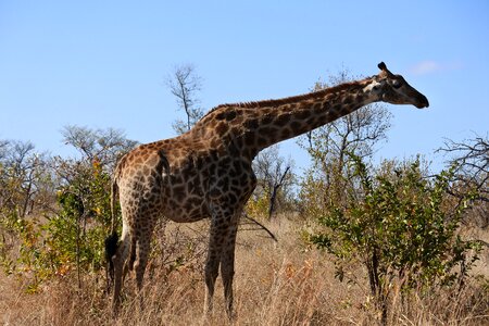 Neck tall wildlife photo