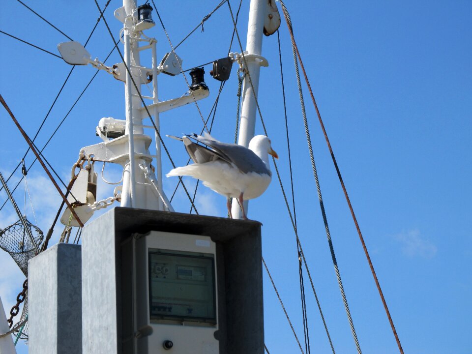 North sea fishing gull
