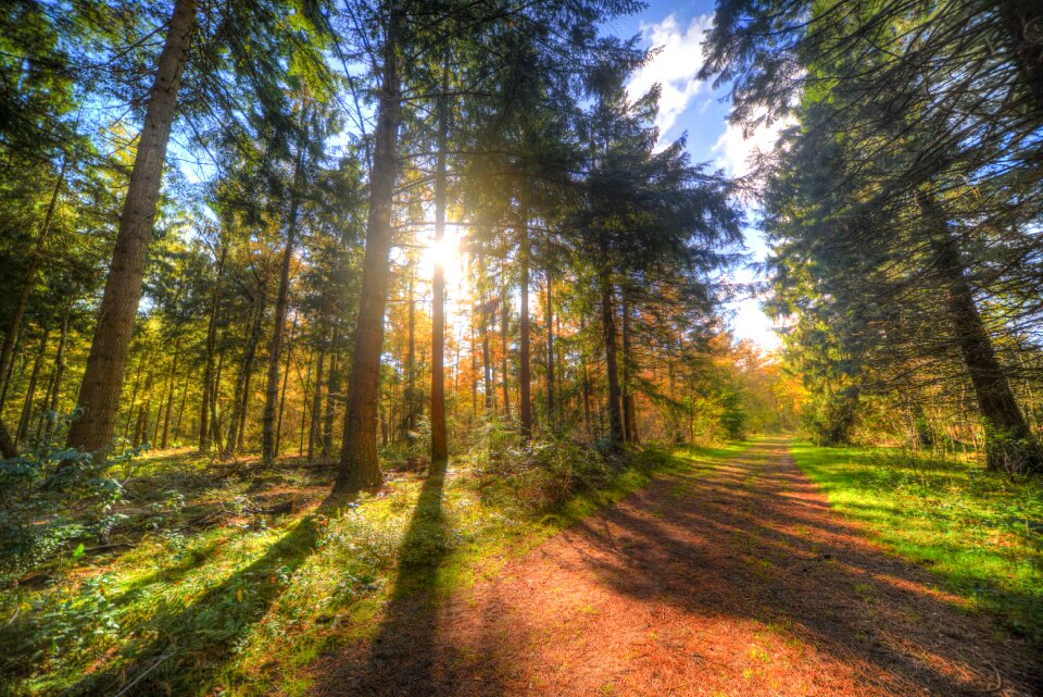 Green yellow nature