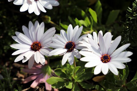 Summer garden flowering