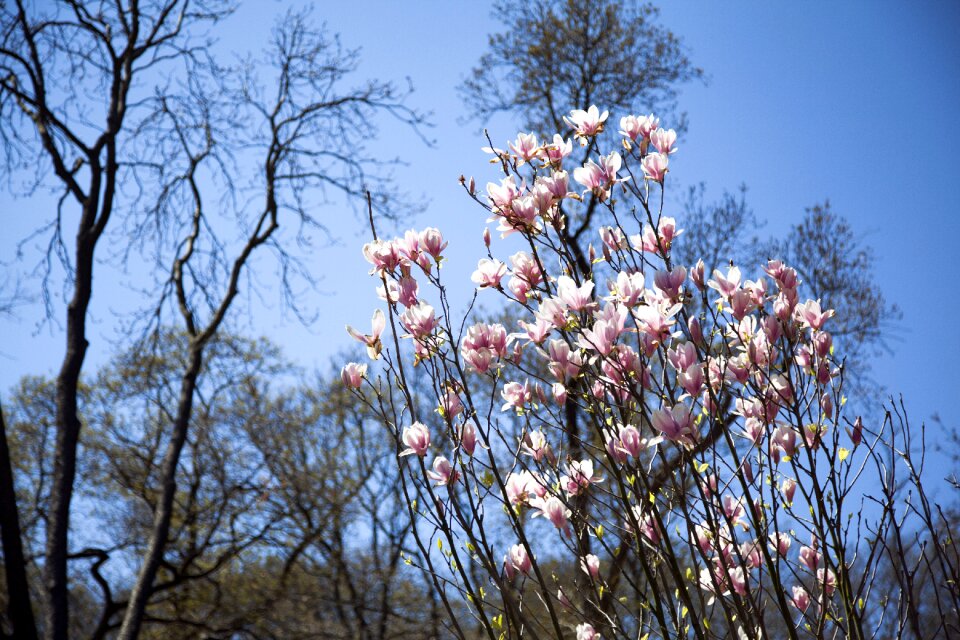 Nature beautiful spring