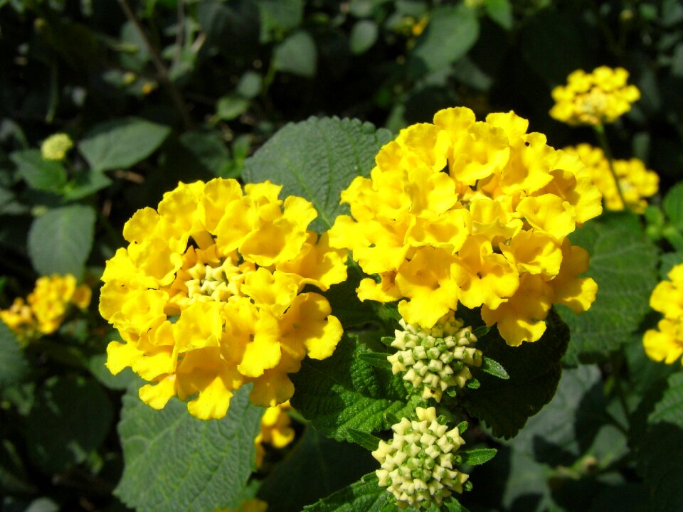 Lantana camara yellow flowers