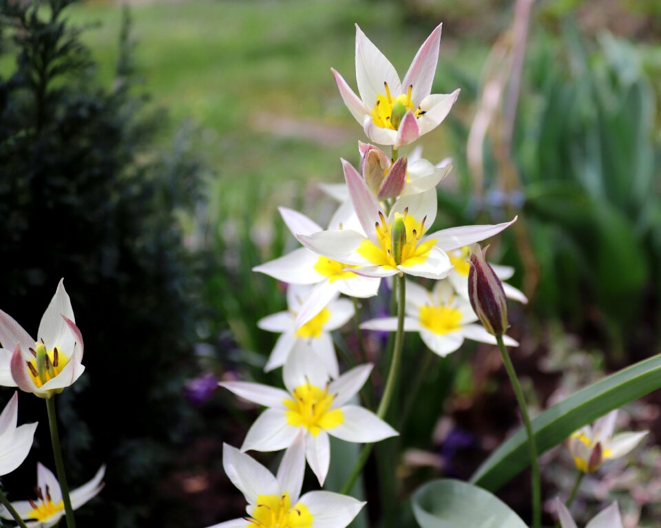Wild tulip spring white