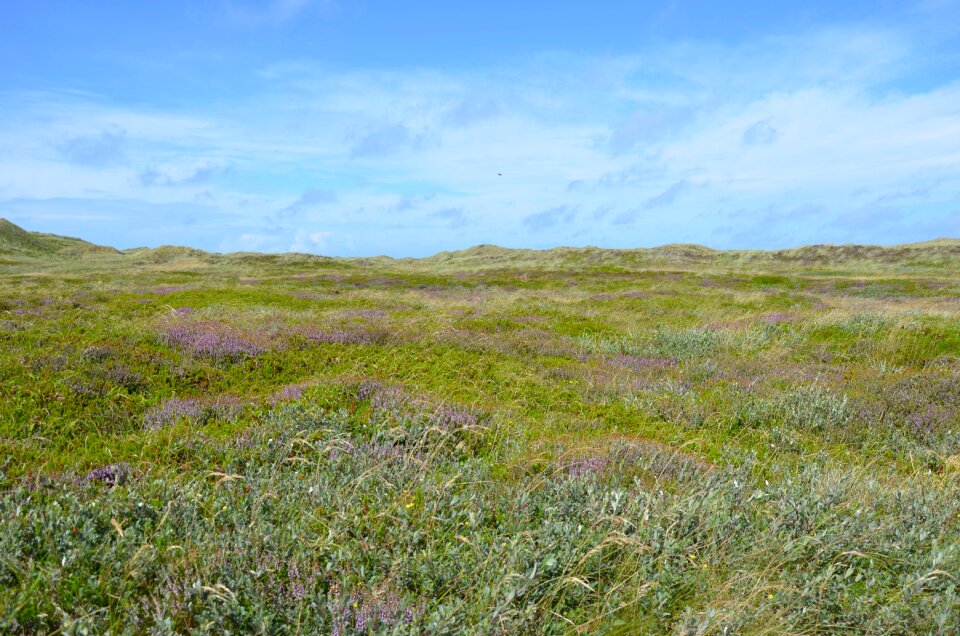 North sea summer coast