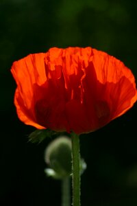 Nature flower plant