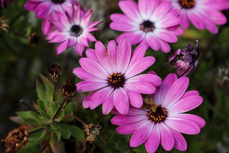 Garden flowering summer