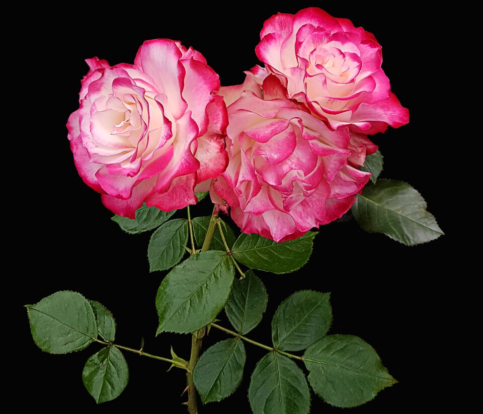 Floral plant black background