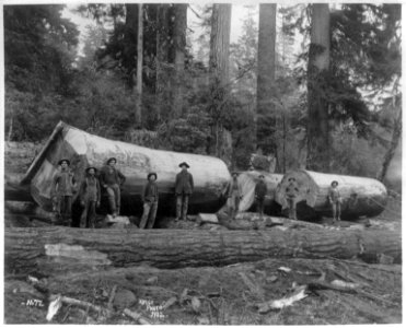Steam logging in Washington LCCN2003677277