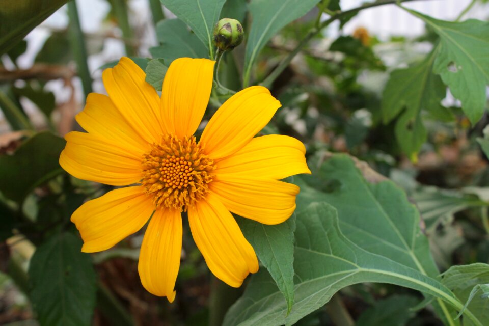 Yellow bloom wild plant