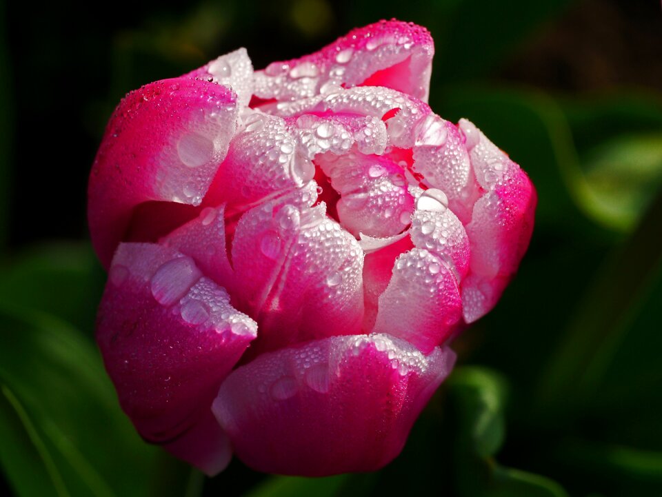 Morgentau spring dewdrop