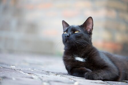 Cat pets black puss