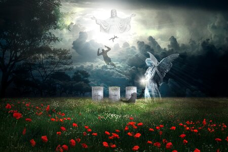 War graves soldiers poppies