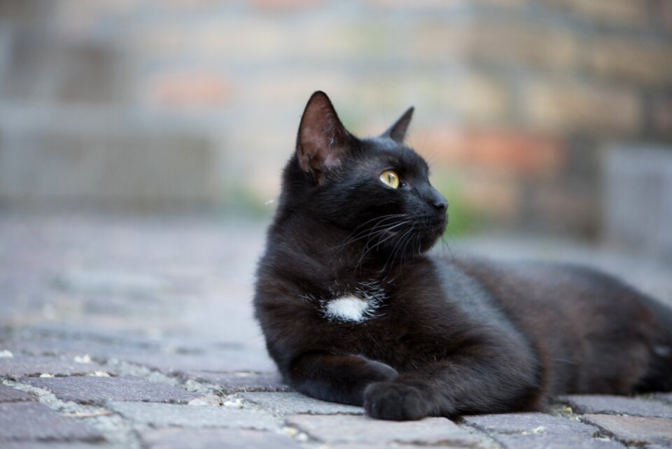 Cat pets black puss