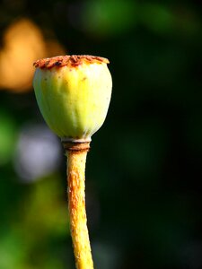 Garden flower plant