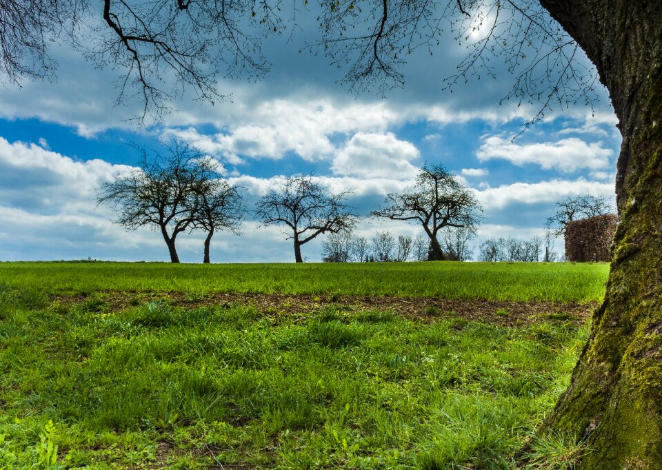 Autumn blue sky grove of trees