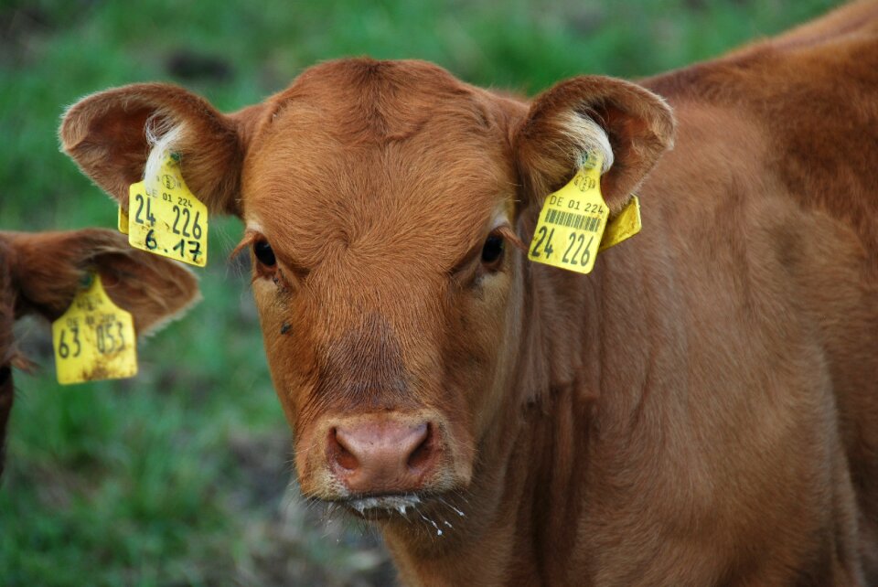 Suckle milk agriculture
