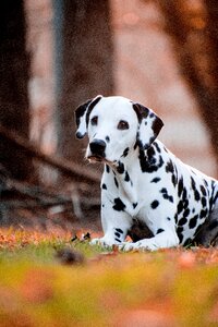 Portrait mammal dalmatians