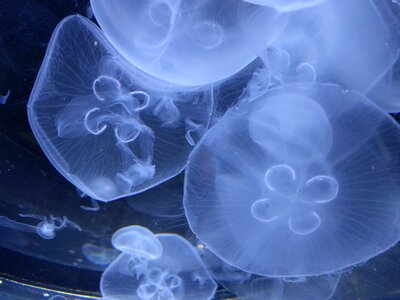 Jellyfish aqua water