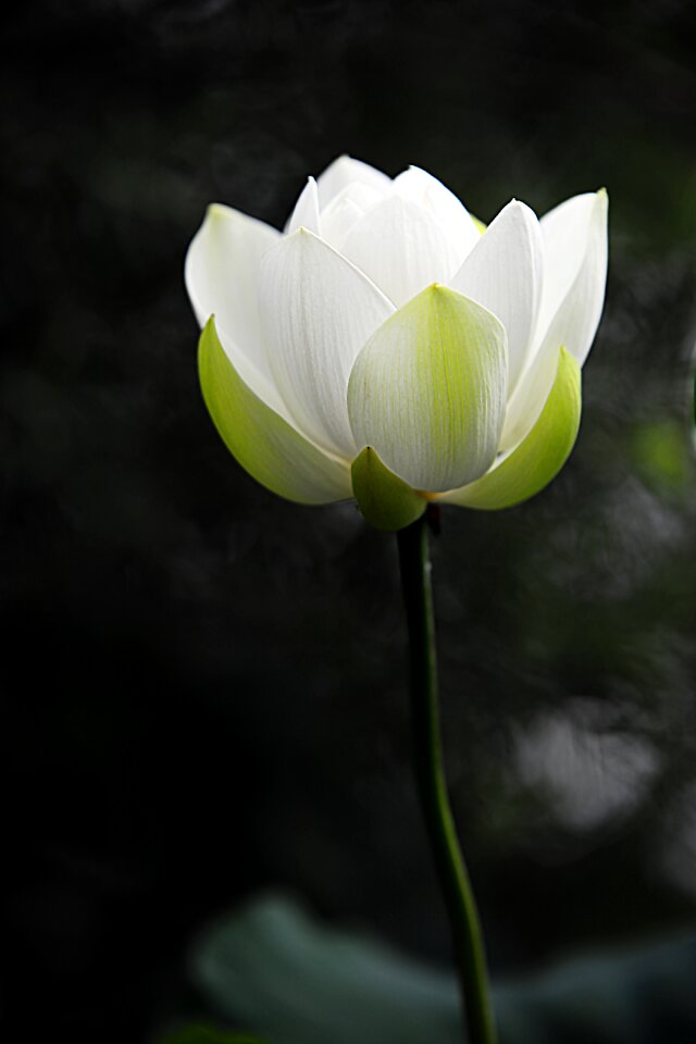 Lotus flowers kite