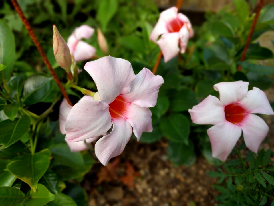 Flower flowers japan