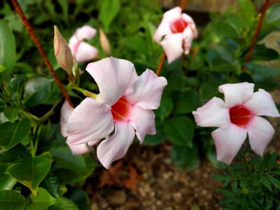 Flower flowers japan