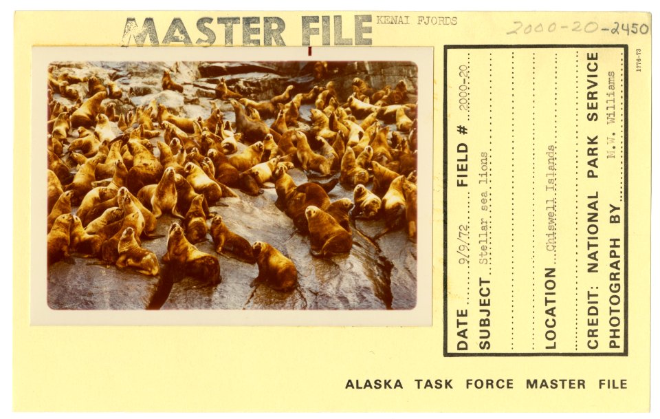 Steller sea lions (33166790790)
