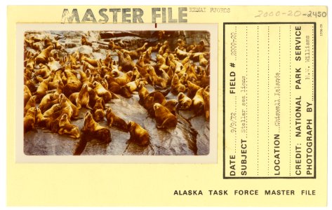 Steller sea lions (33166790790)