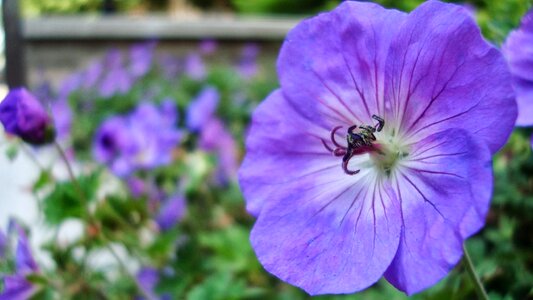 Indigo flower garden