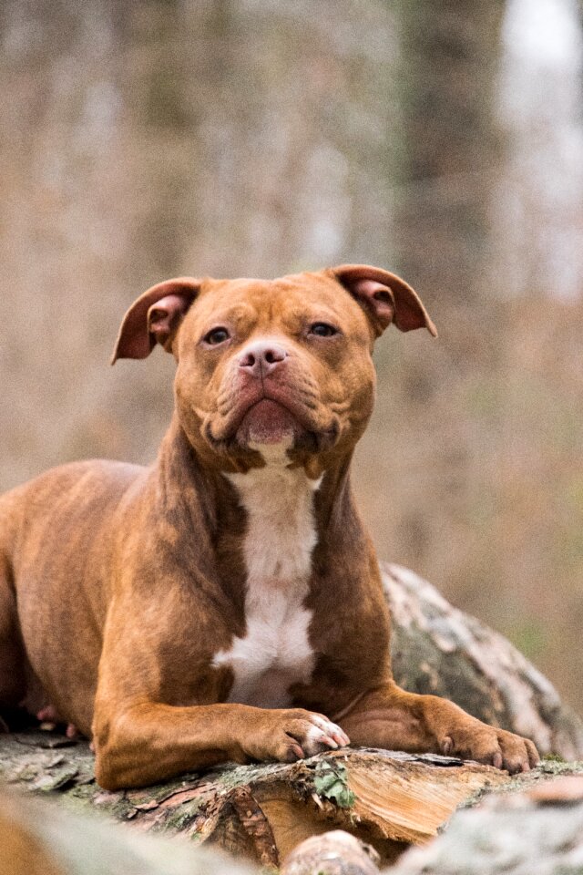 Cute dog mammal
