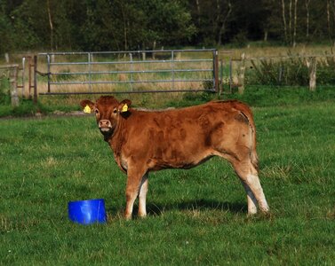Pasture cute ruminant