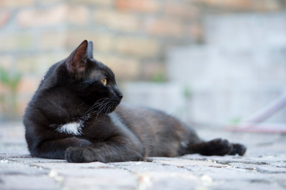 Cat pets black puss