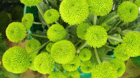 Symmetry green balls flower