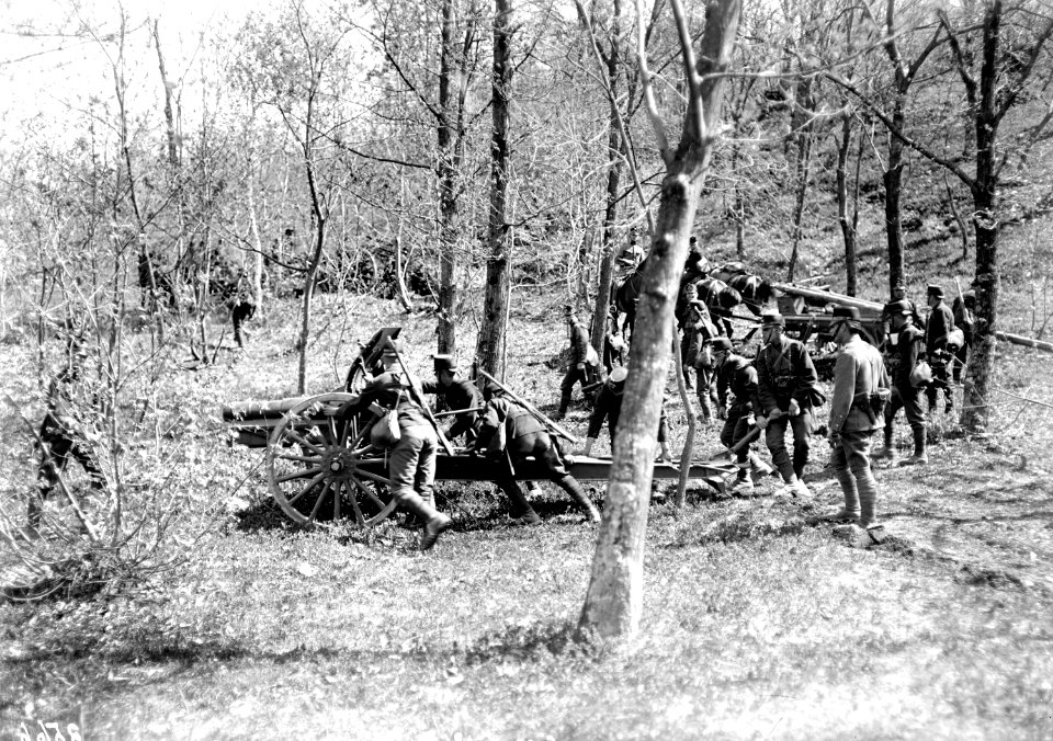 Stellungsbezug der Geschütze im Wald - CH-BAR - 3239549