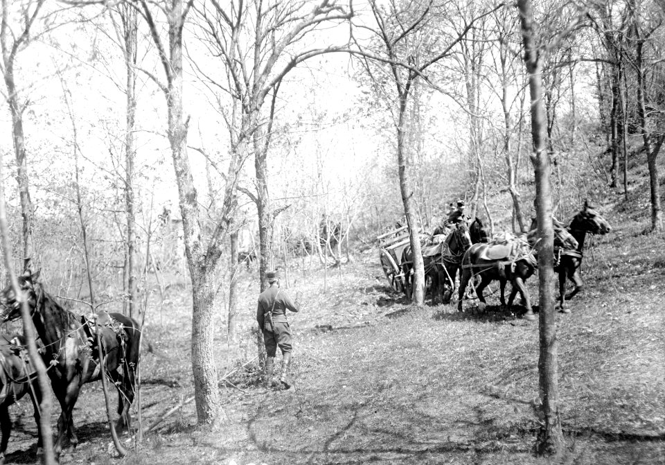 Stellungsbezug der Haubitzen Batterie in einem Wald - CH-BAR - 3239545