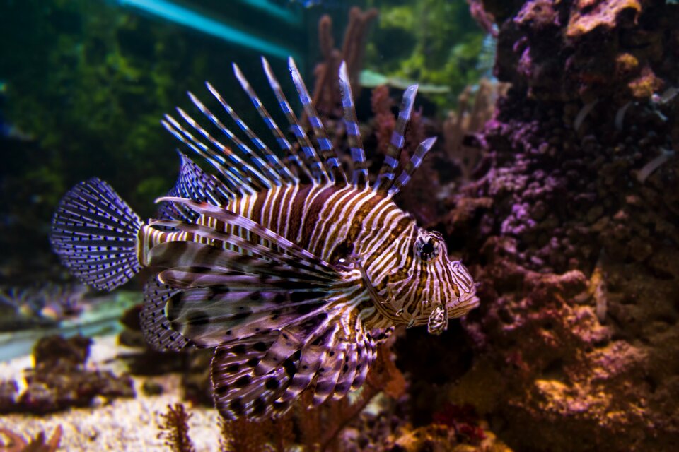 Nature fish aquarium